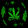 NORML